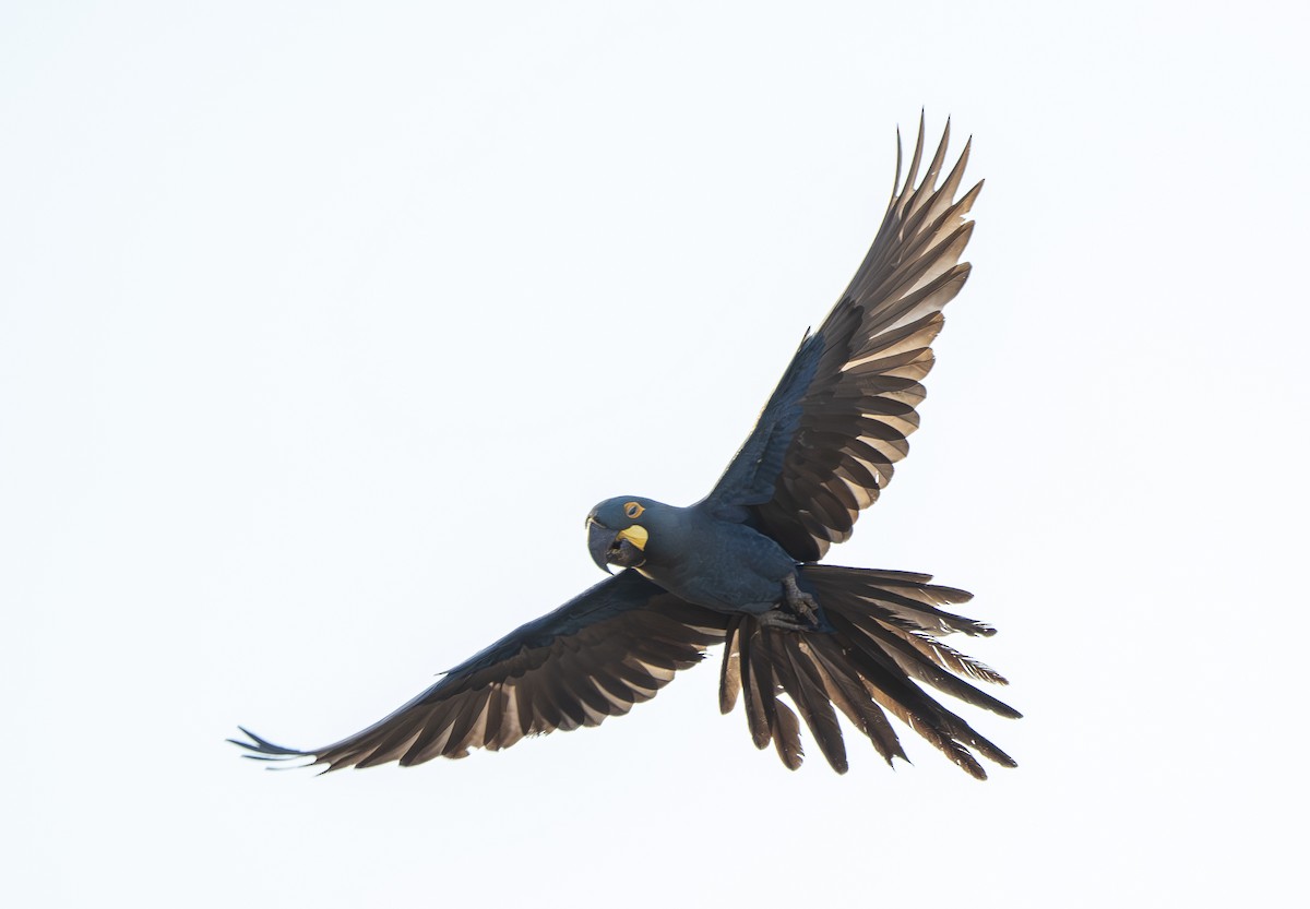 Indigo Macaw - ML644859197