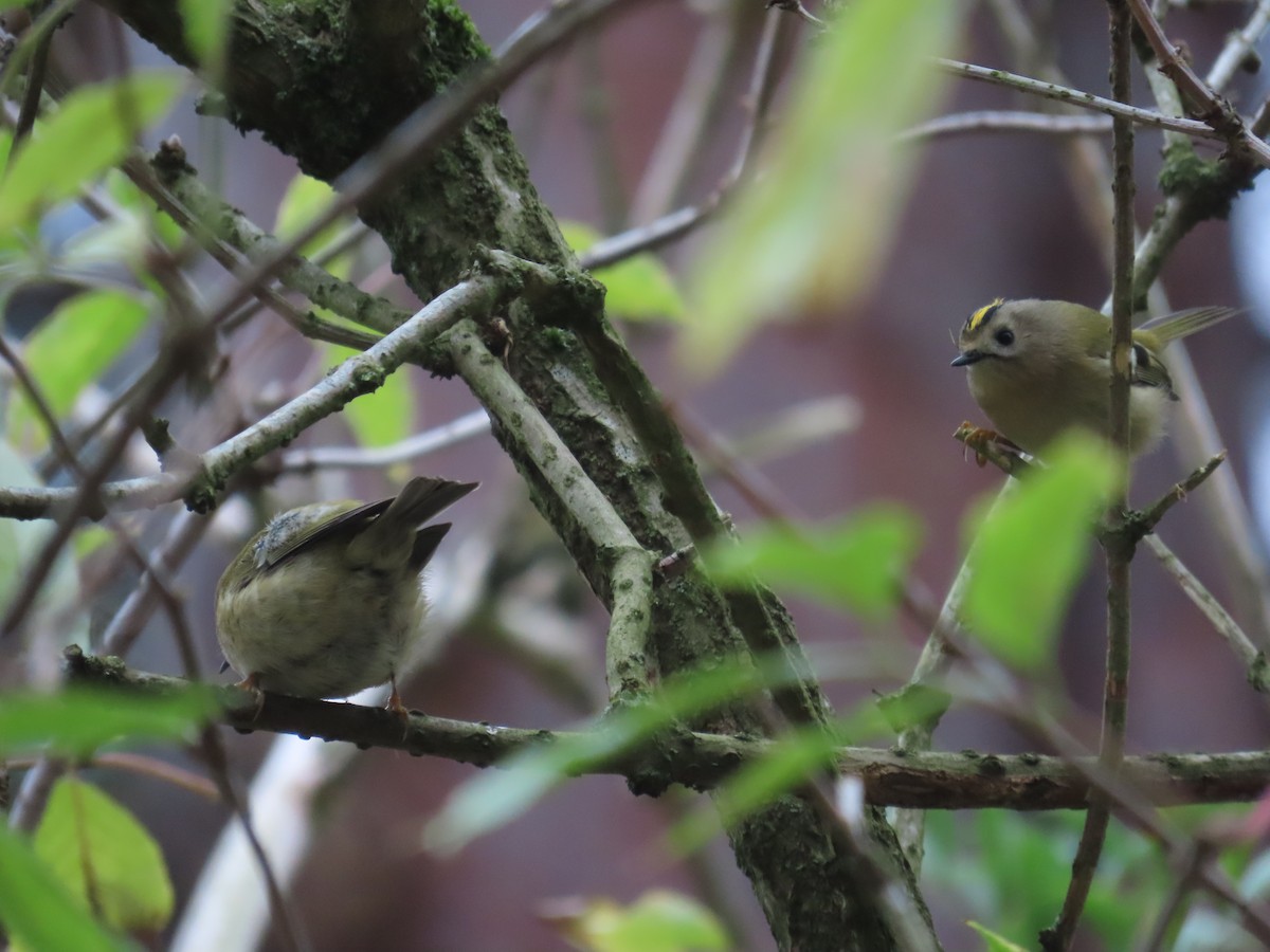 戴菊鳥 - ML644859199
