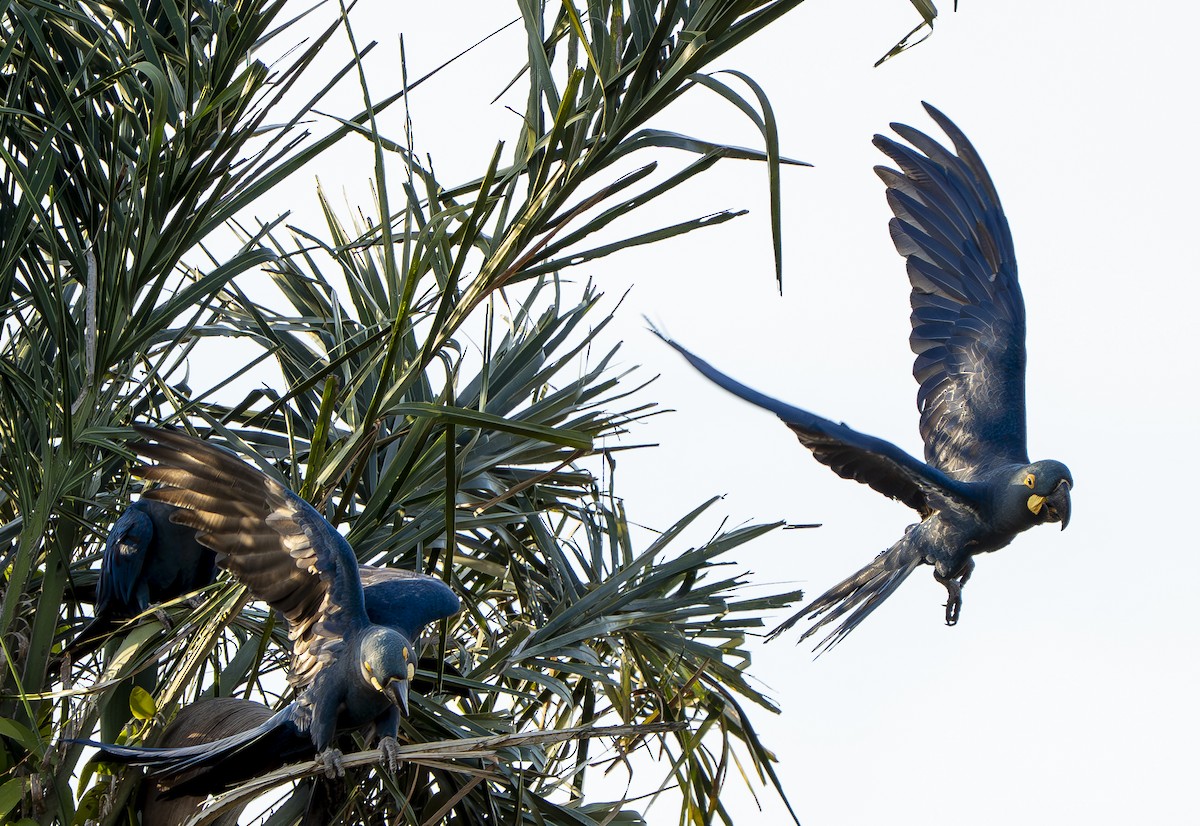 Indigo Macaw - ML644859200