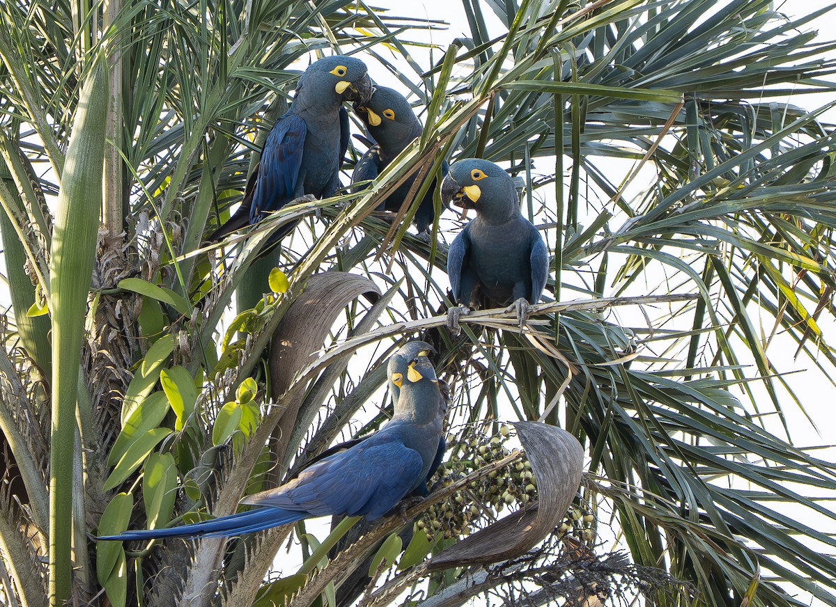 Indigo Macaw - ML644859201