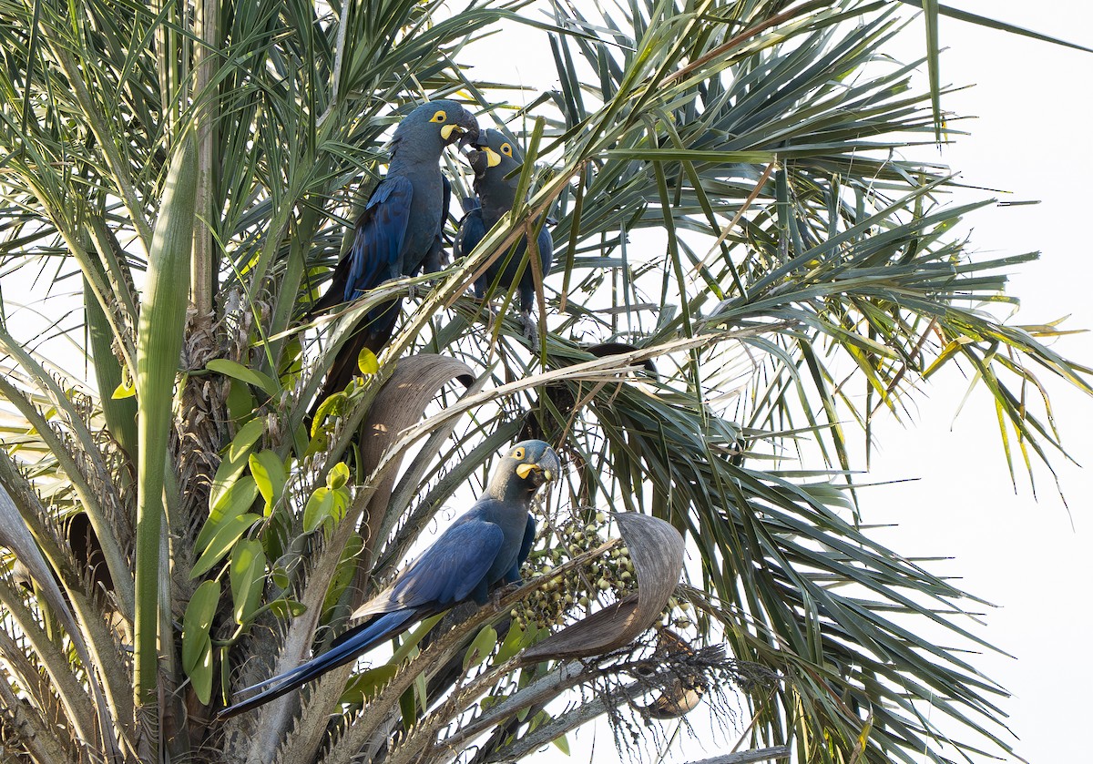 Indigo Macaw - ML644859203