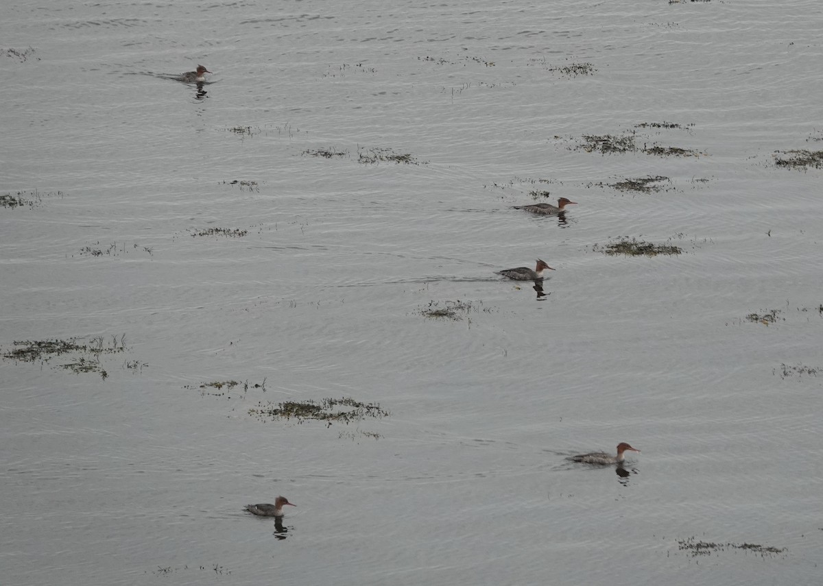 ウミアイサ - ML644859217