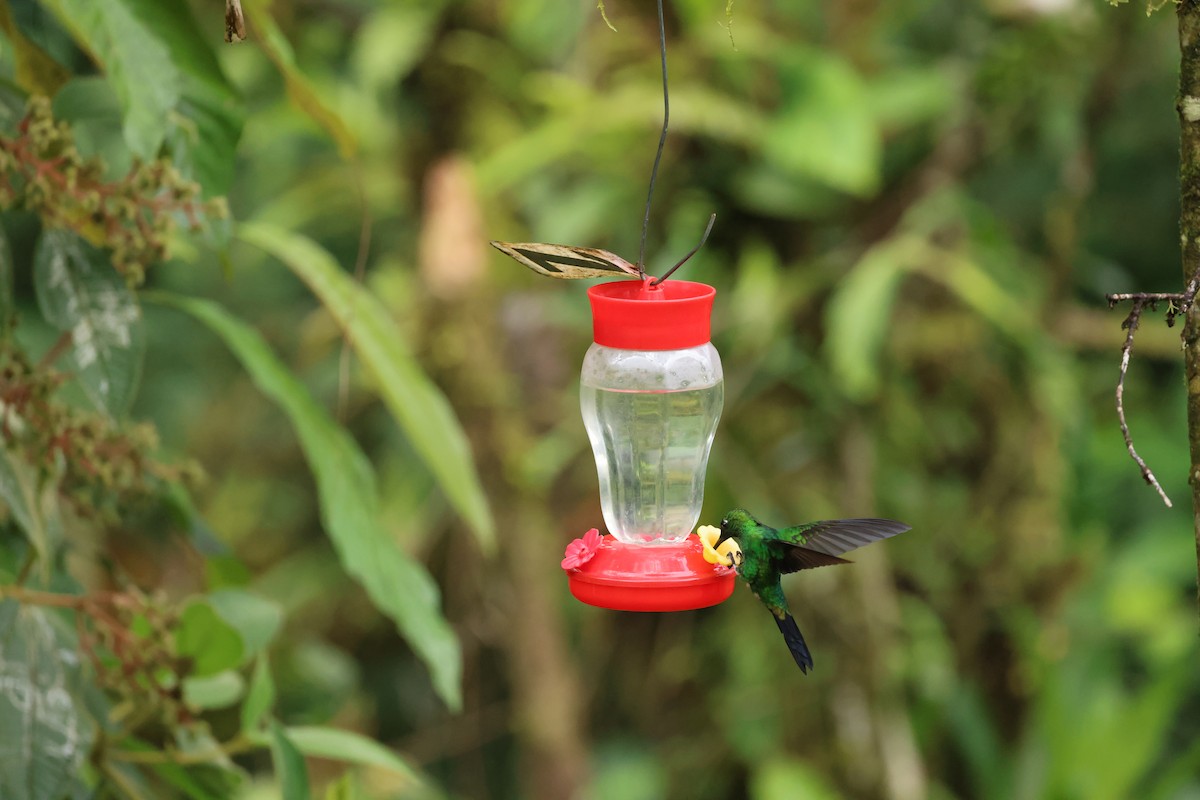 Green-crowned Brilliant - ML644859234