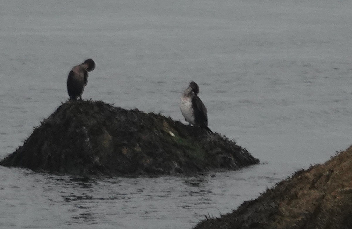 kormorán velký - ML644859236