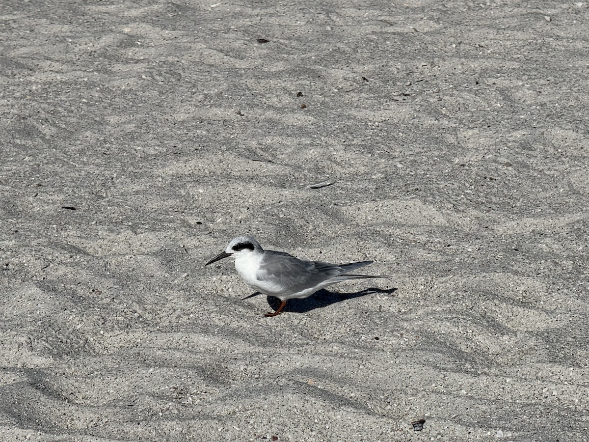 Forster's Tern - ML644859238