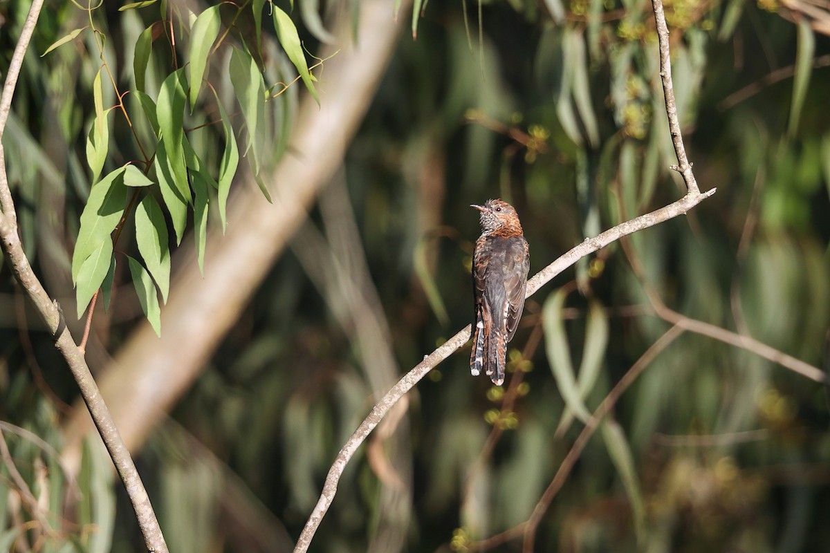 Воробьиная кукушка - ML644859242