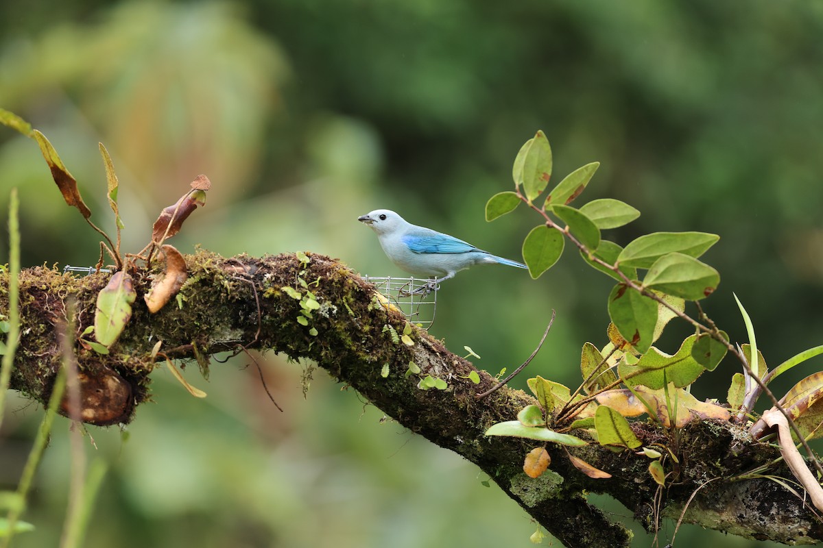 Blue-gray Tanager - ML644859261