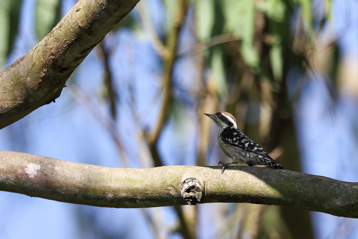 strakapoud hnědohlavý - ML644859263