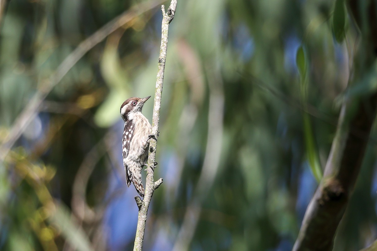 strakapoud hnědohlavý - ML644859264