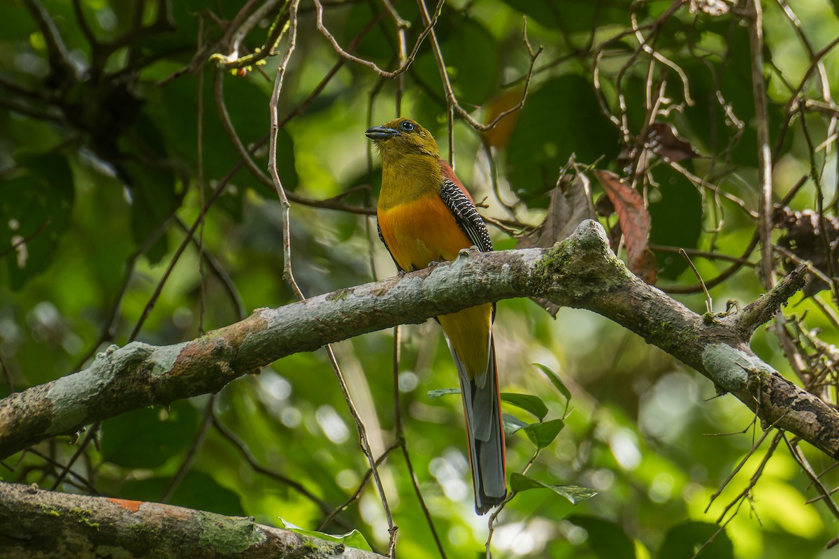 ヤマキヌバネドリ（dulitensis グループ） - ML644859266