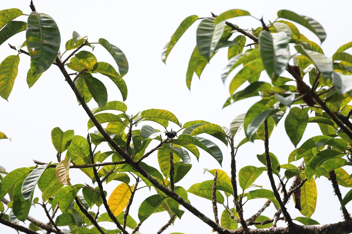 Rufous-crested Coquette - ML644859268