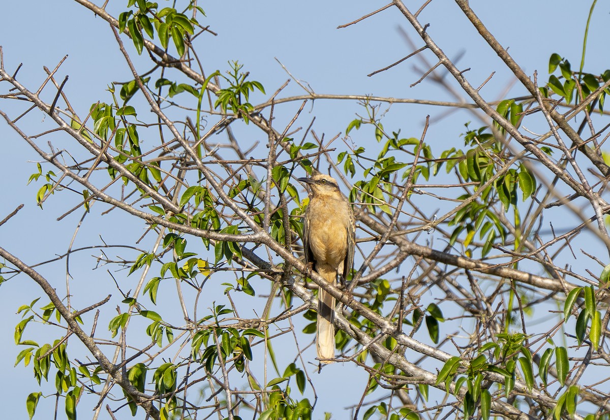 Chalk-browed Mockingbird - ML644859284