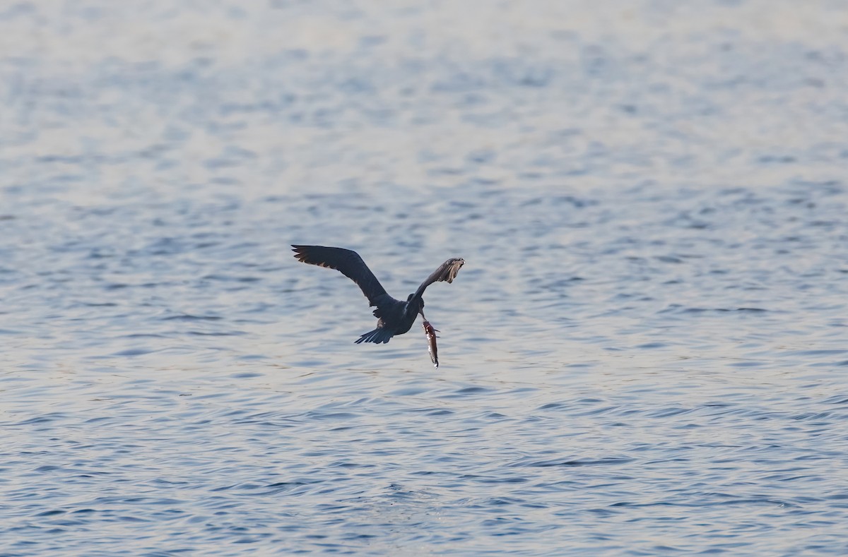 kormorán velký - ML644859291