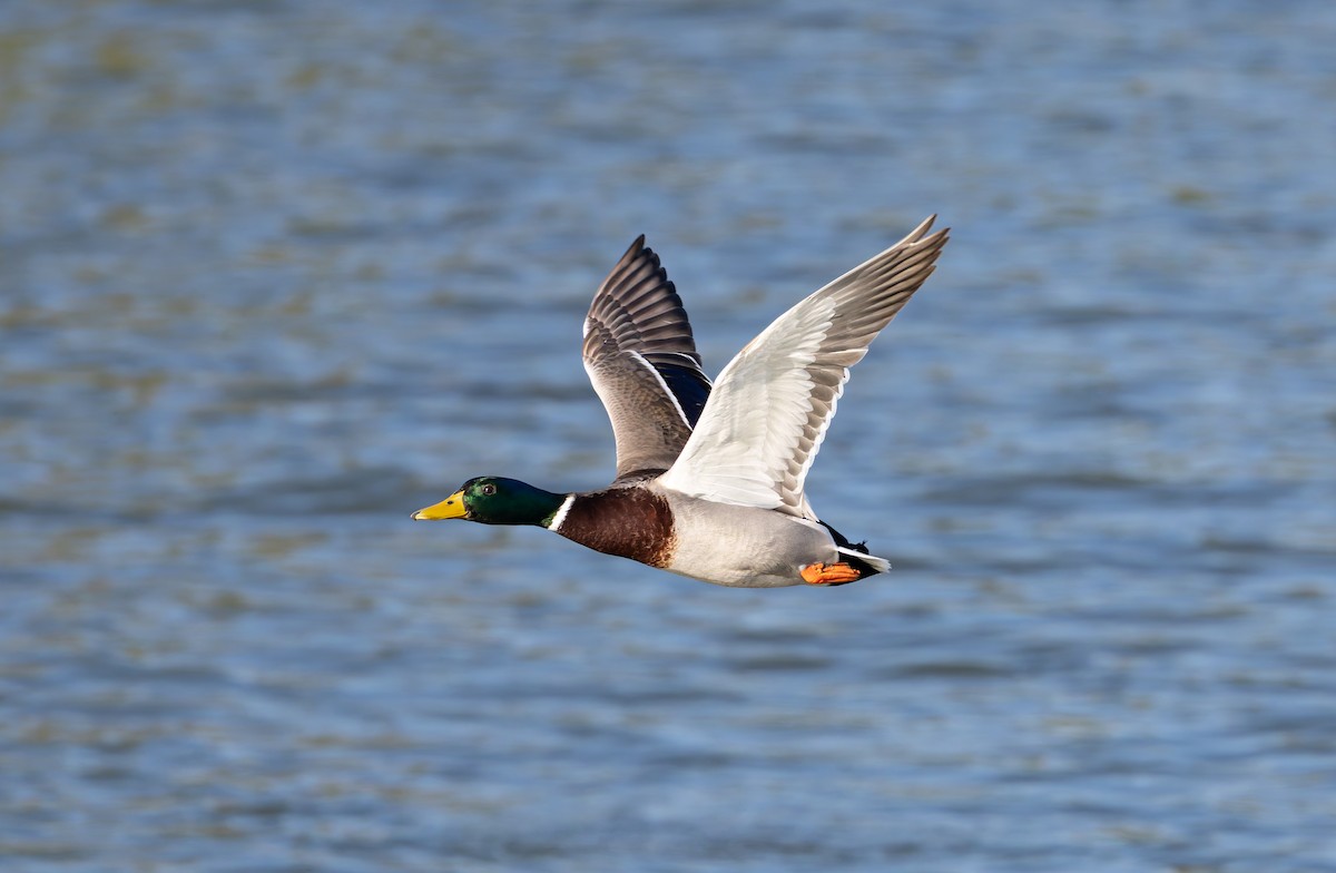 Germano reale - ML644859295