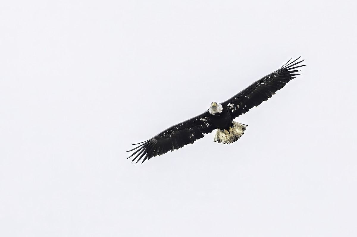 Bald Eagle - ML644859320