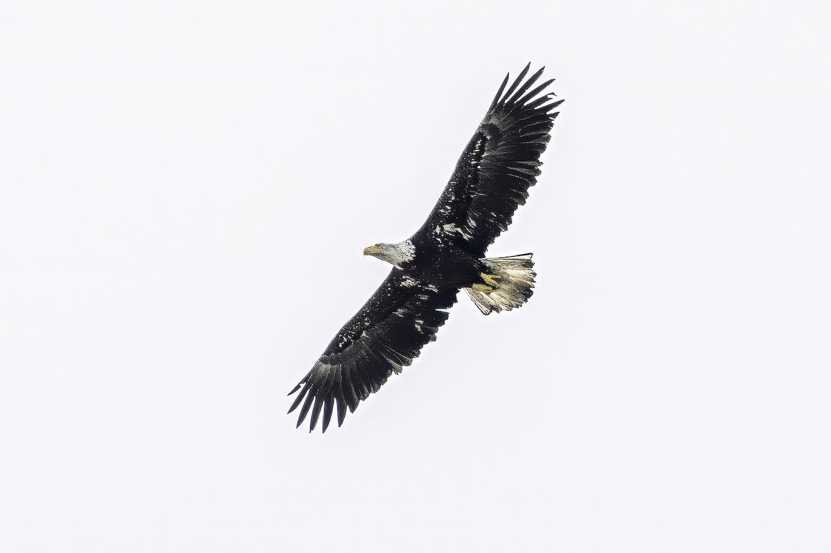Bald Eagle - ML644859321