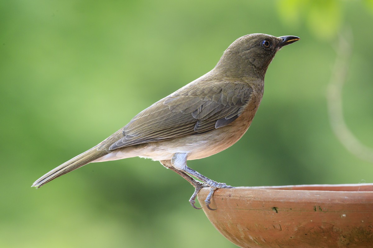 Black-billed Thrush - ML644859324