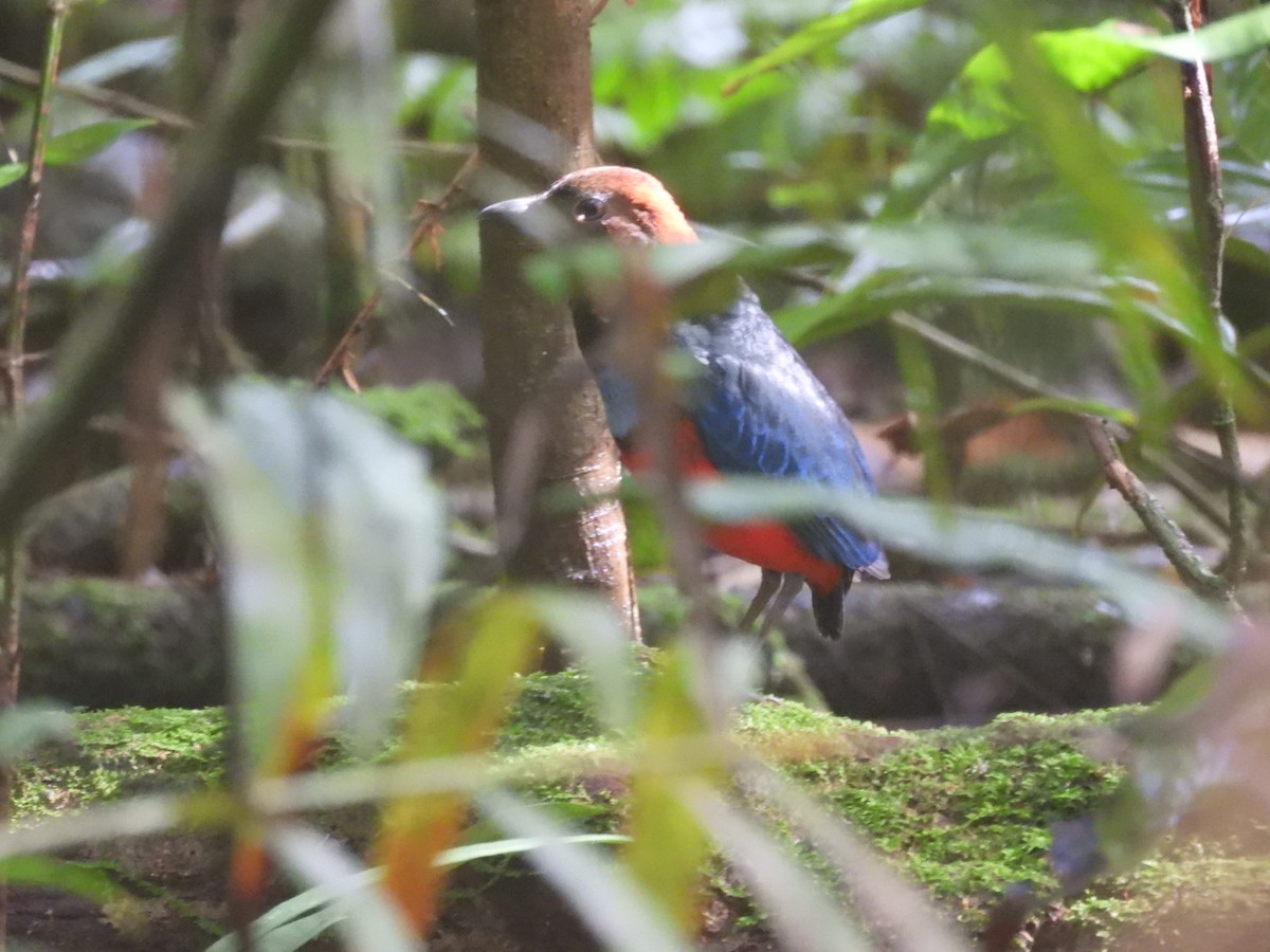 Papua Pittası - ML644859335