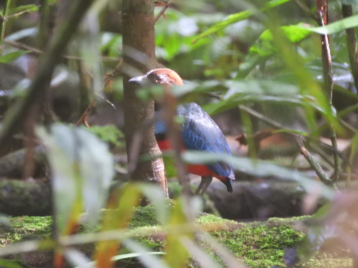 Papua Pittası - ML644859336