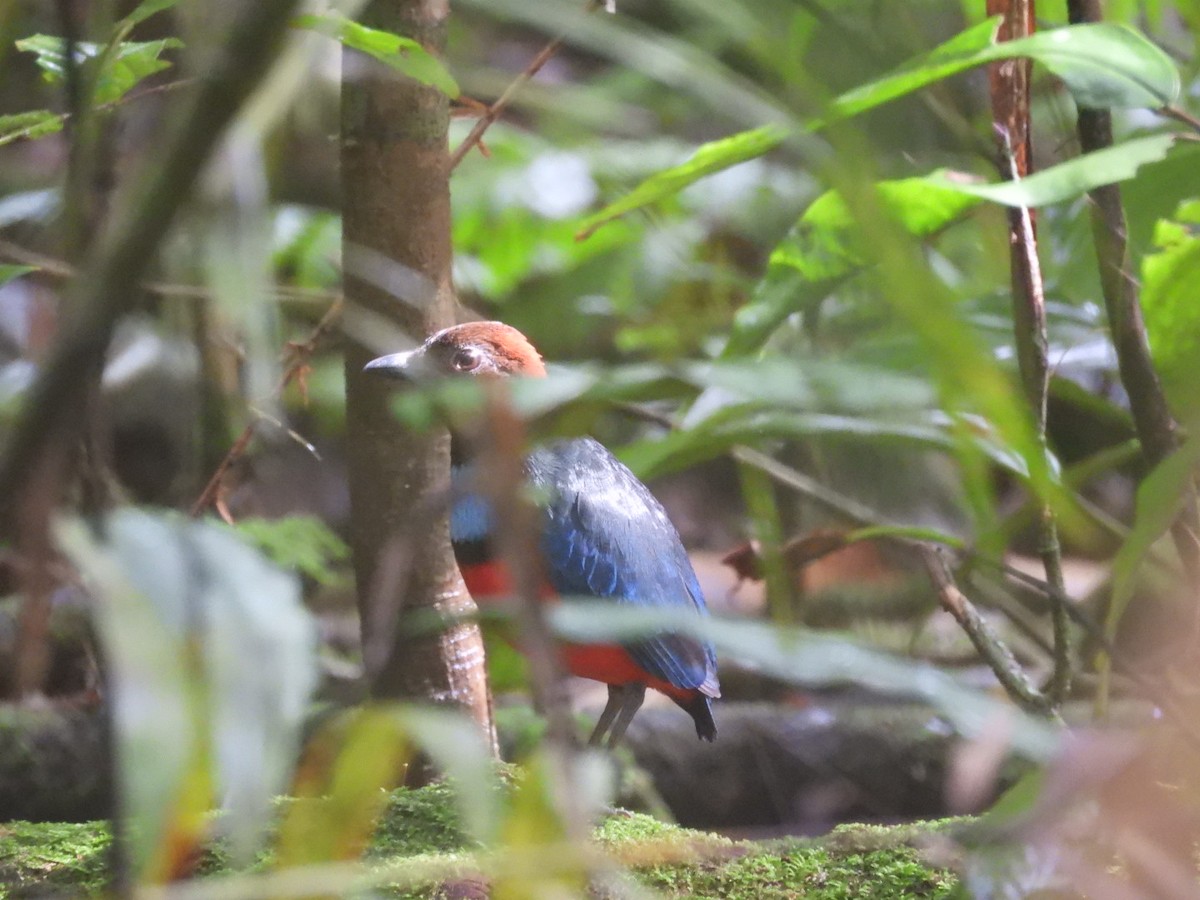 Papua Pittası - ML644859337