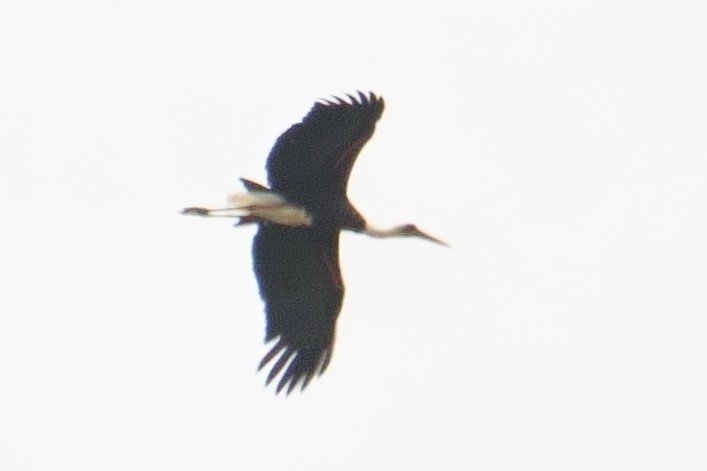 African Woolly-necked Stork - ML644859338