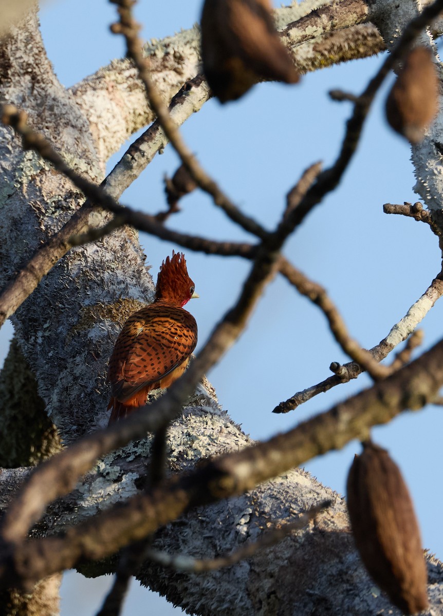 Waved Woodpecker (Scale-breasted) - ML644859343