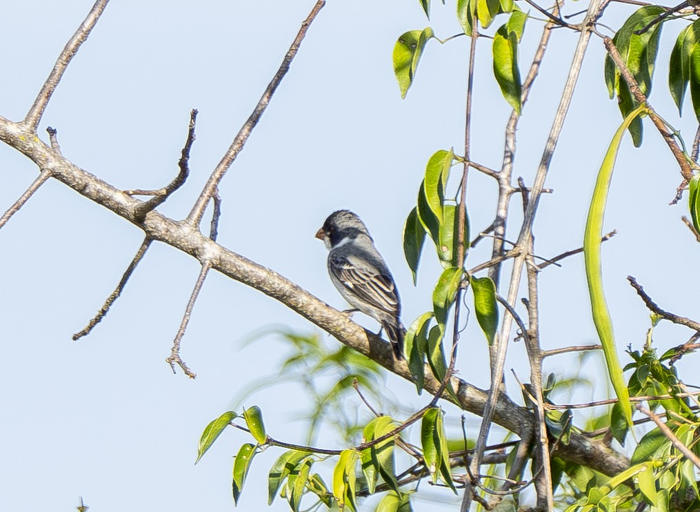 White-throated Seedeater - ML644859345