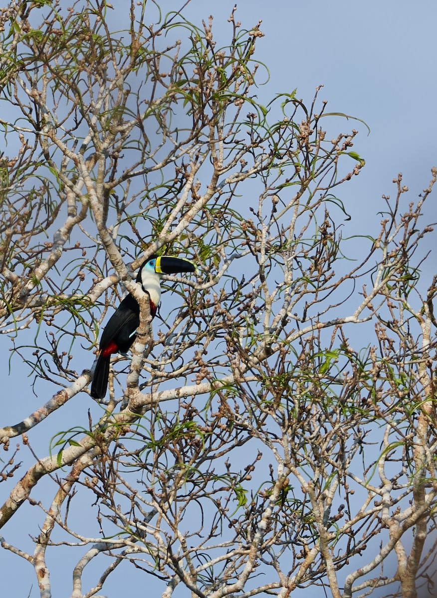 White-throated Toucan (Cuvier's) - ML644859352