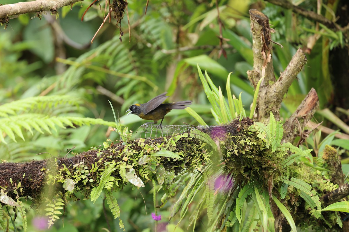 Dusky-faced Tanager - ML644859353