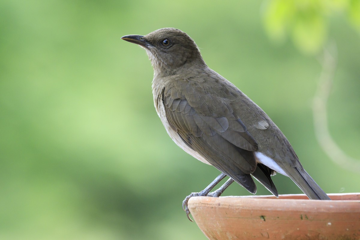 Black-billed Thrush - ML644859366