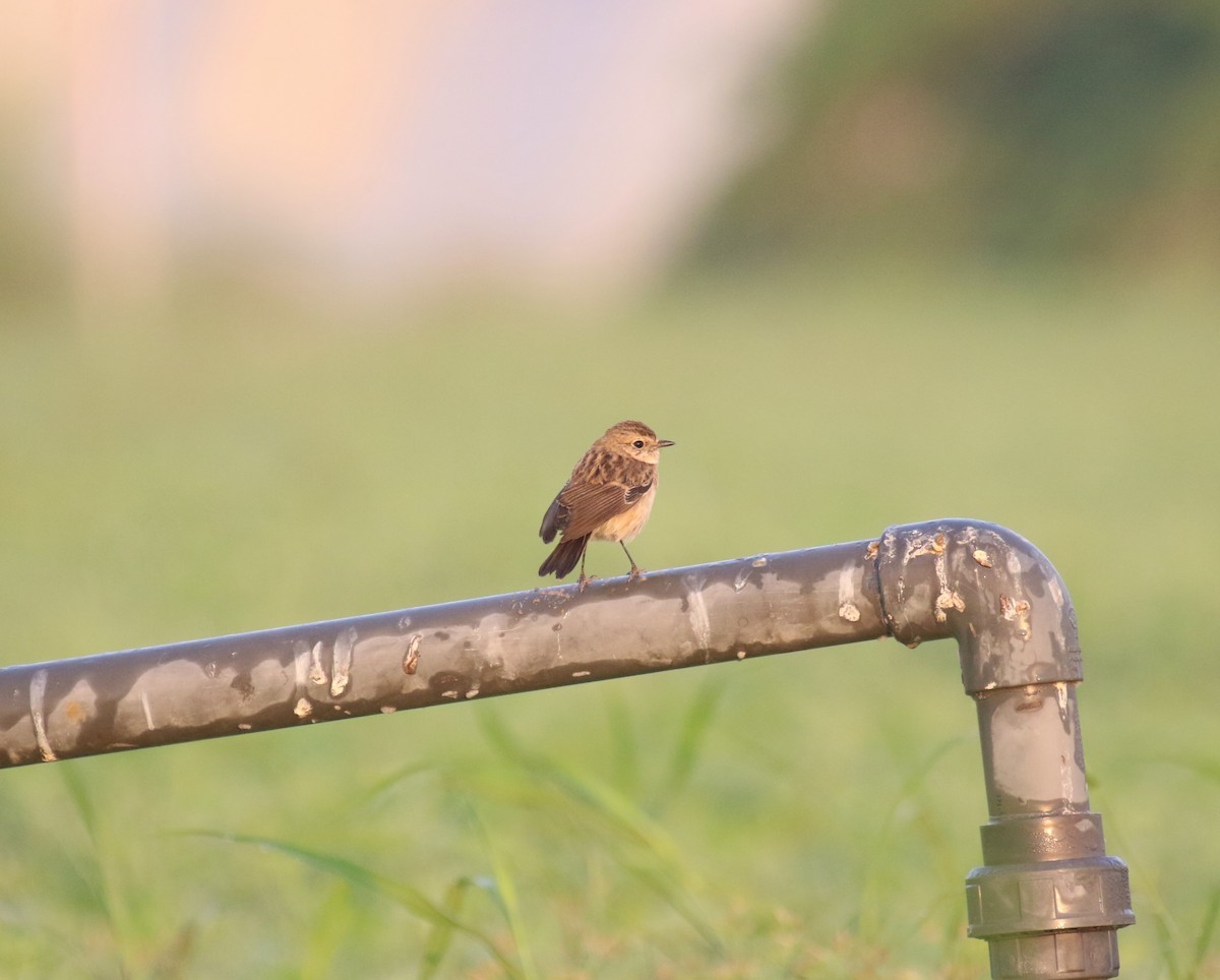 European Stonechat - ML644859372
