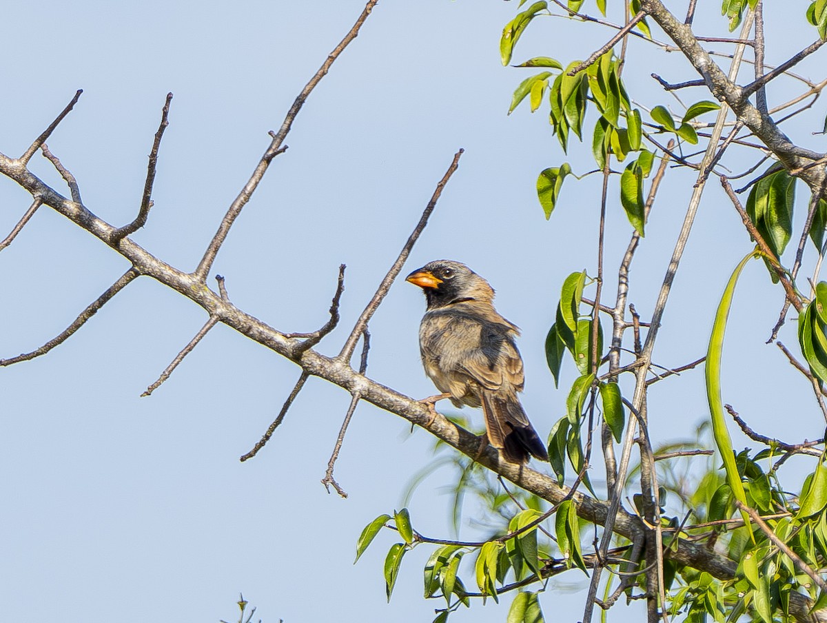 Black-throated Saltator - ML644859381