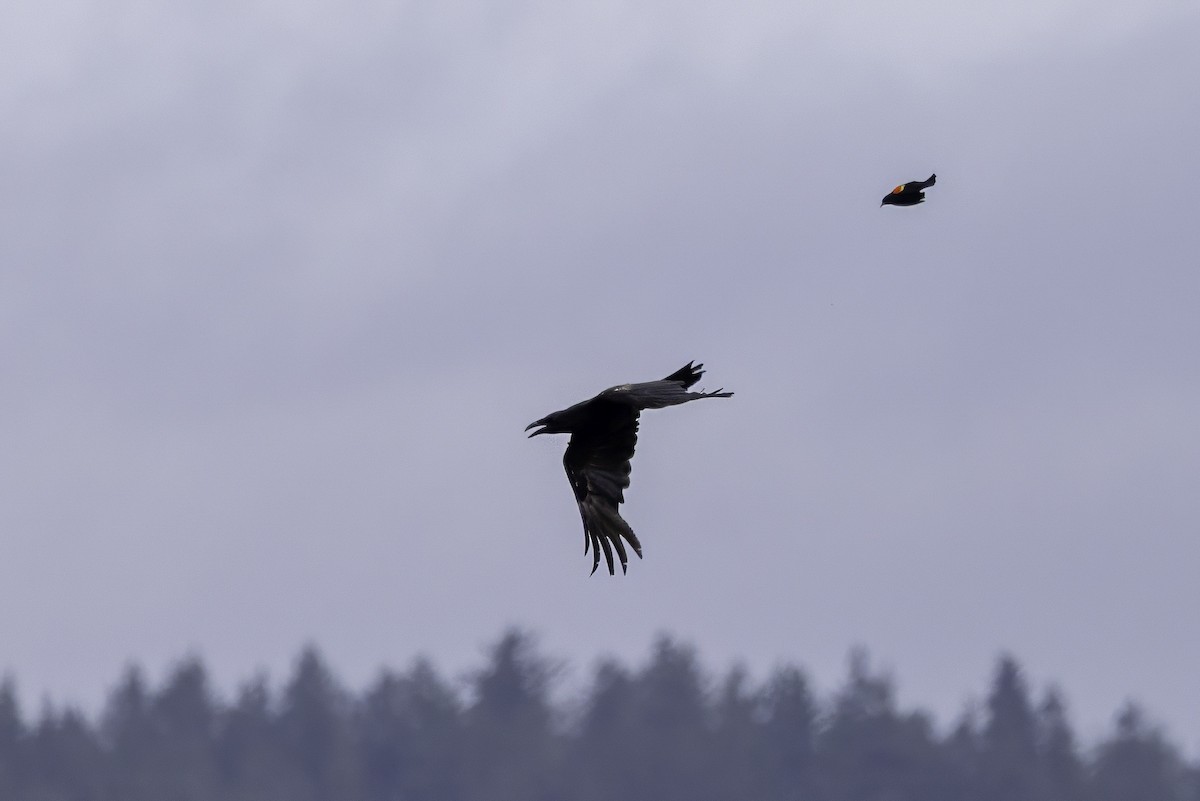 Common Raven - ML644859386