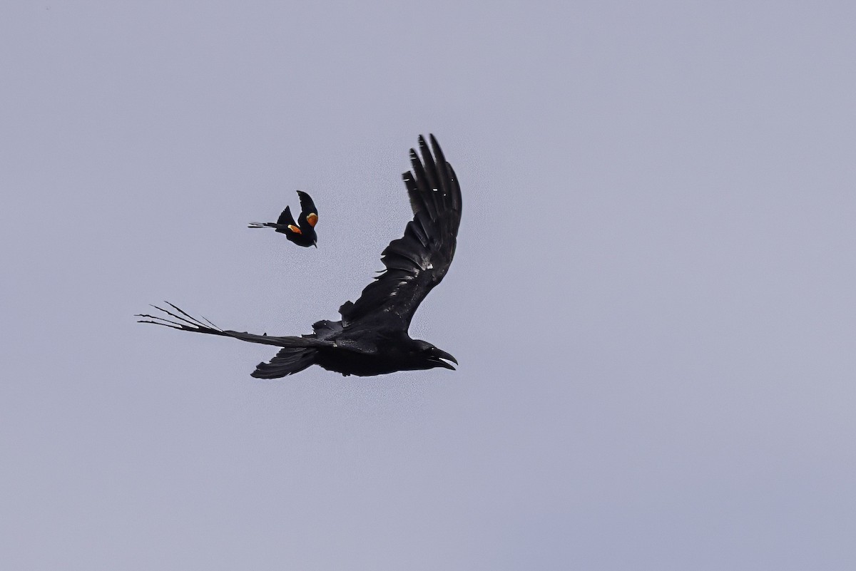 Common Raven - ML644859391