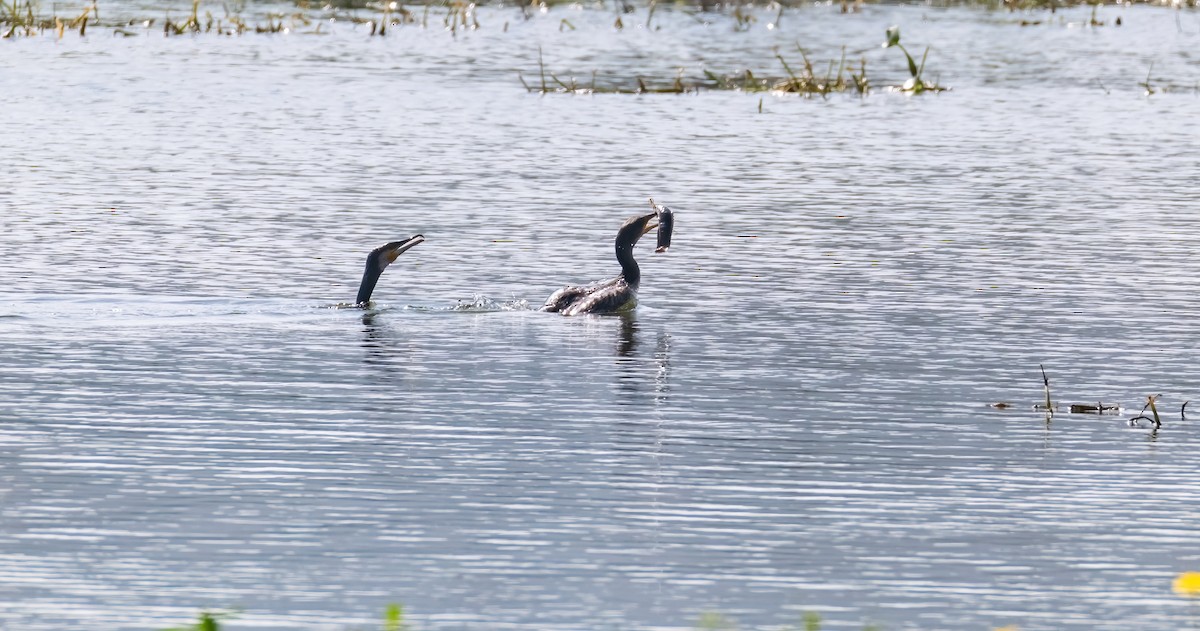 kormorán velký - ML644859392