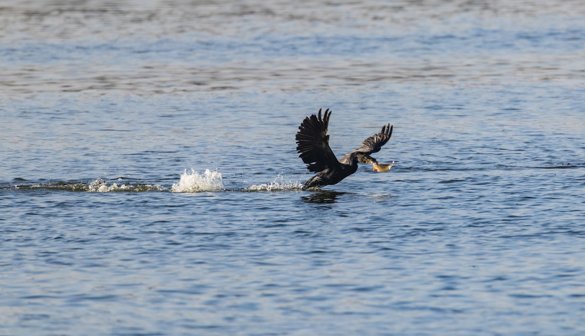 kormorán velký - ML644859393