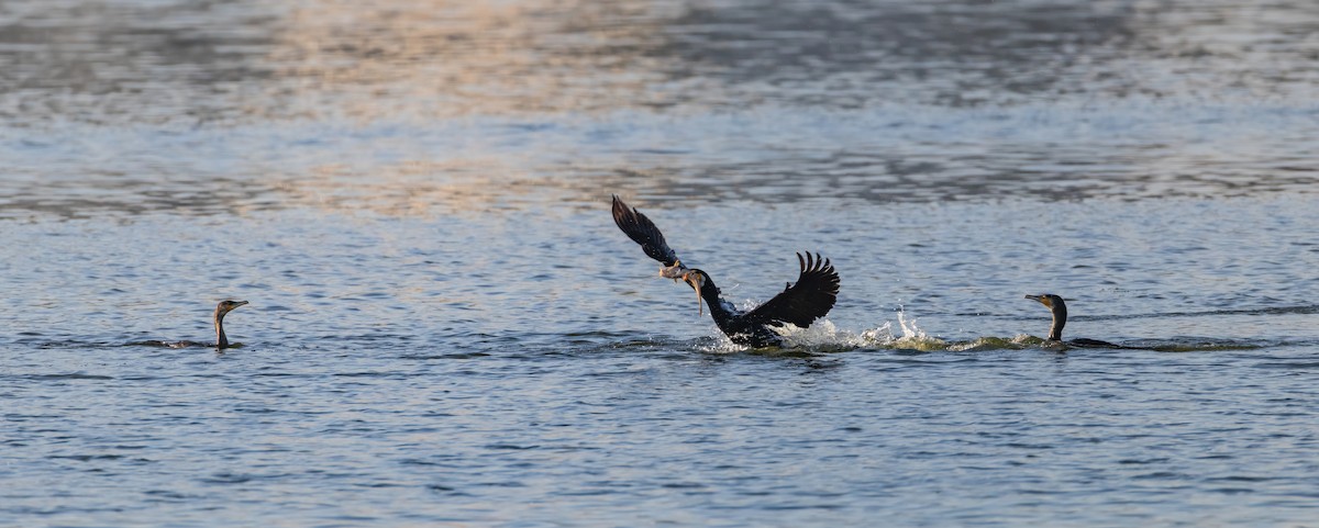 kormorán velký - ML644859394