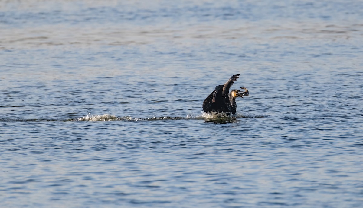 kormorán velký - ML644859395