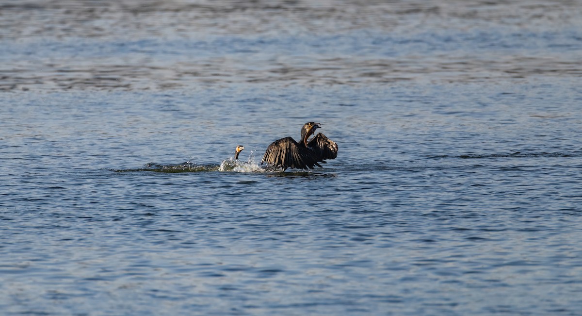 kormorán velký - ML644859396