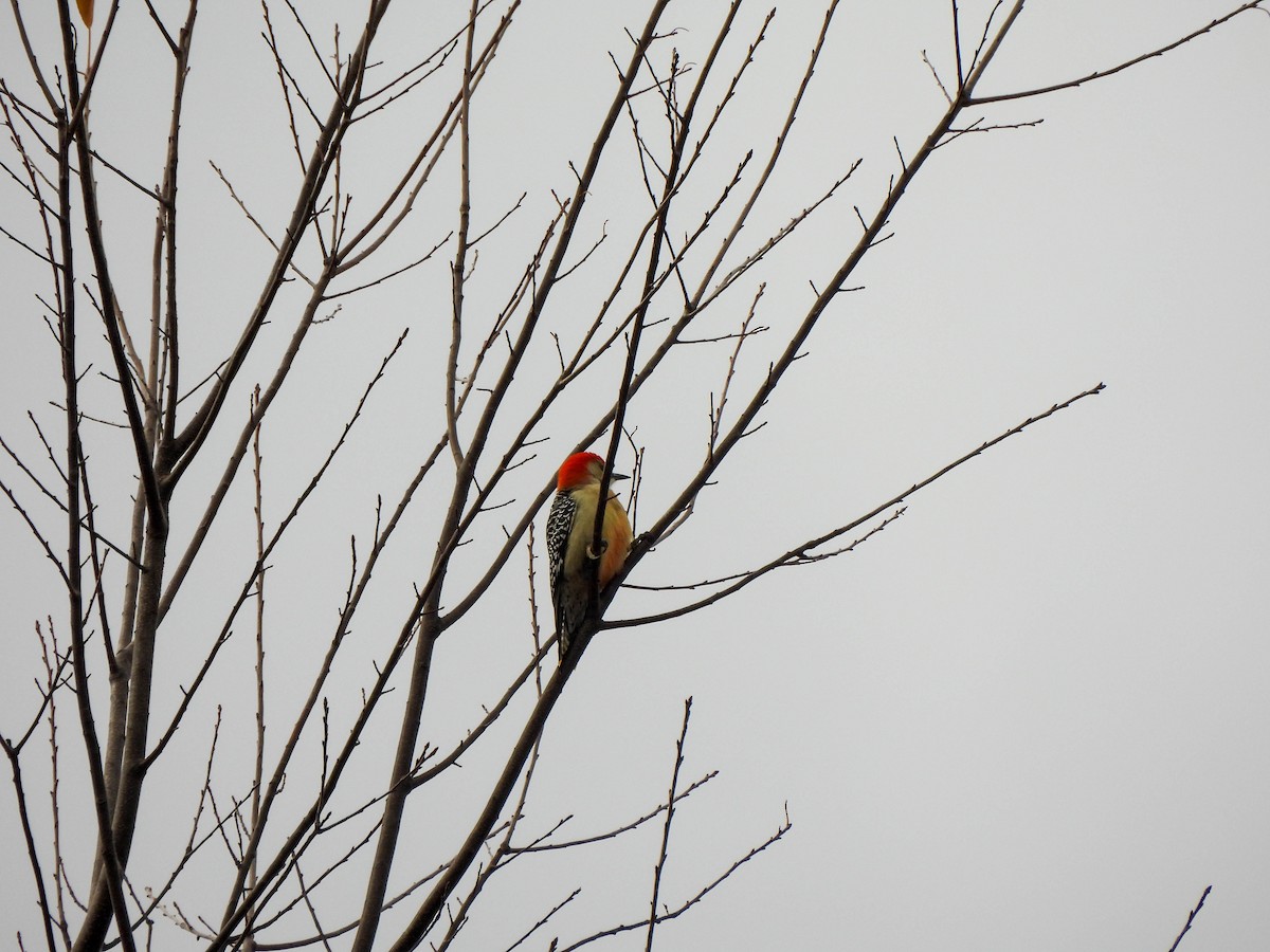 Red-bellied Woodpecker - ML644859398