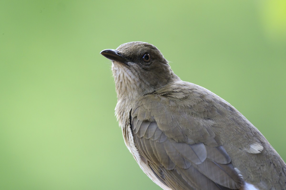 Black-billed Thrush - ML644859401
