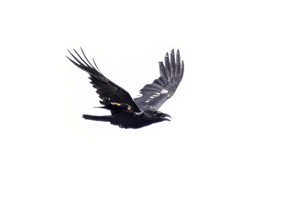 Common Raven - ML644859403