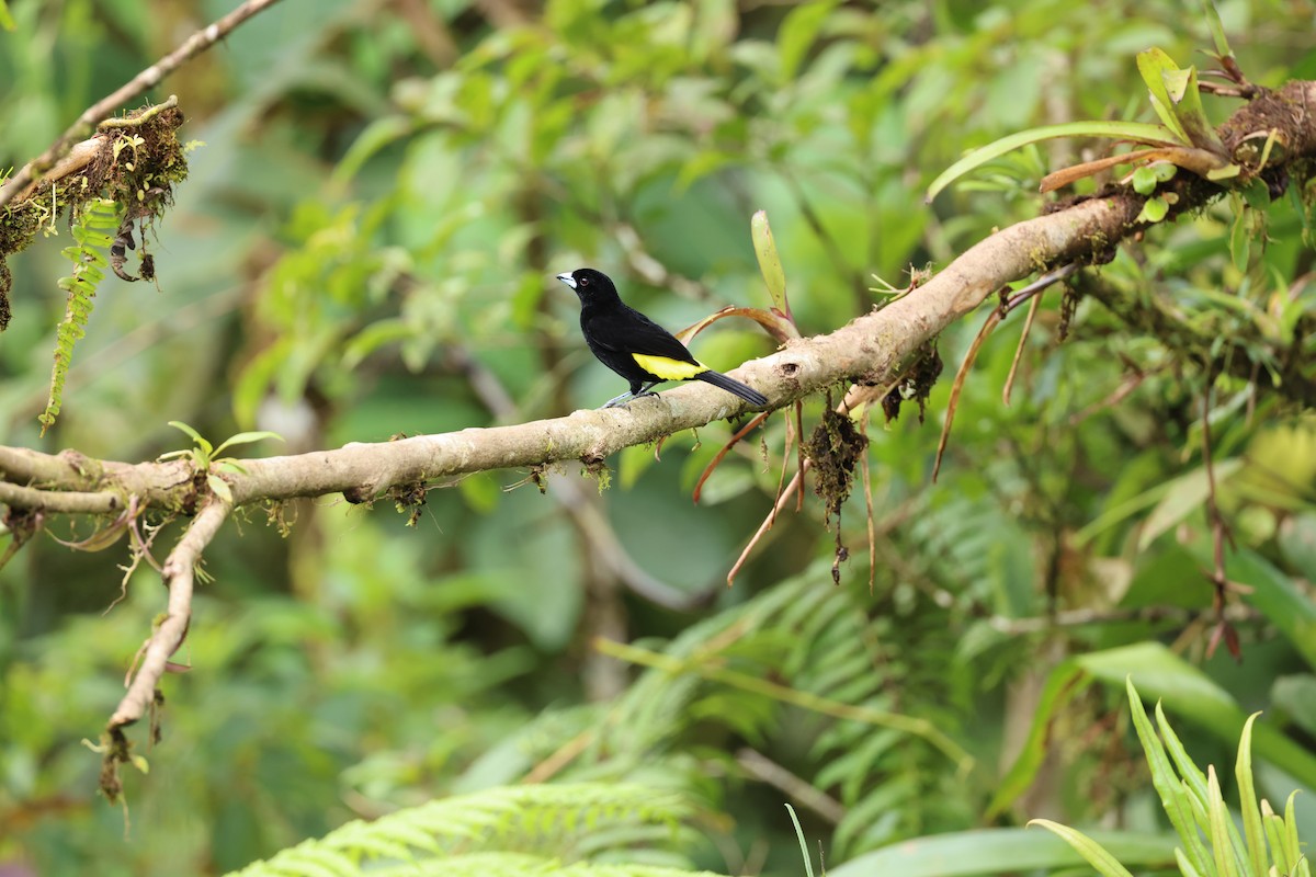 Flame-rumped Tanager - ML644859405