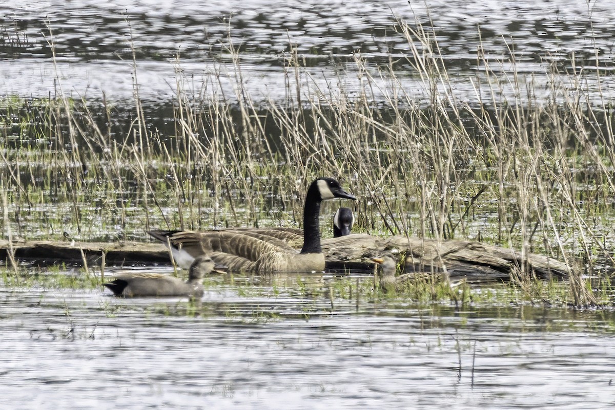Canada Goose - ML644859409