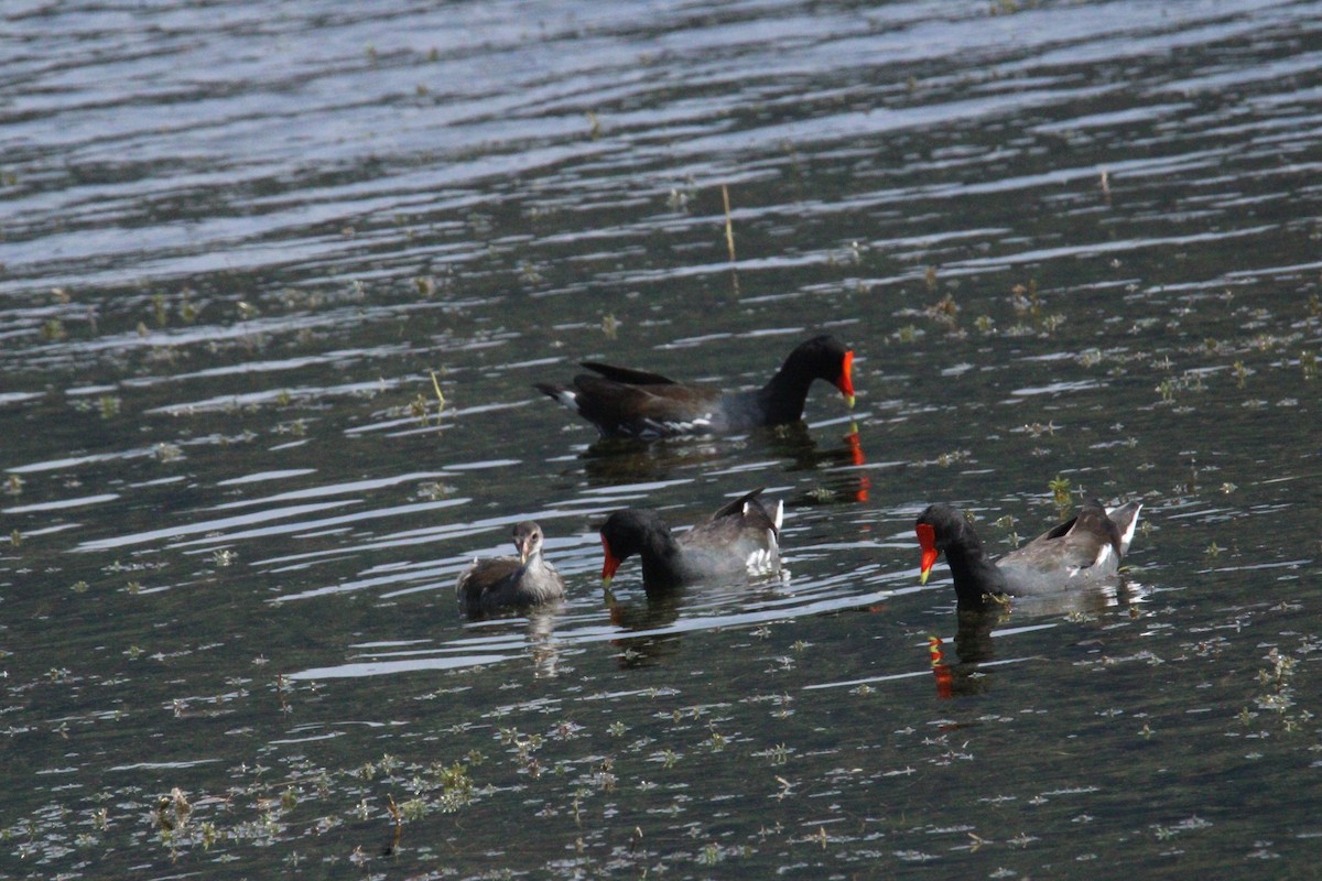 Common Gallinule (American) - ML644859419