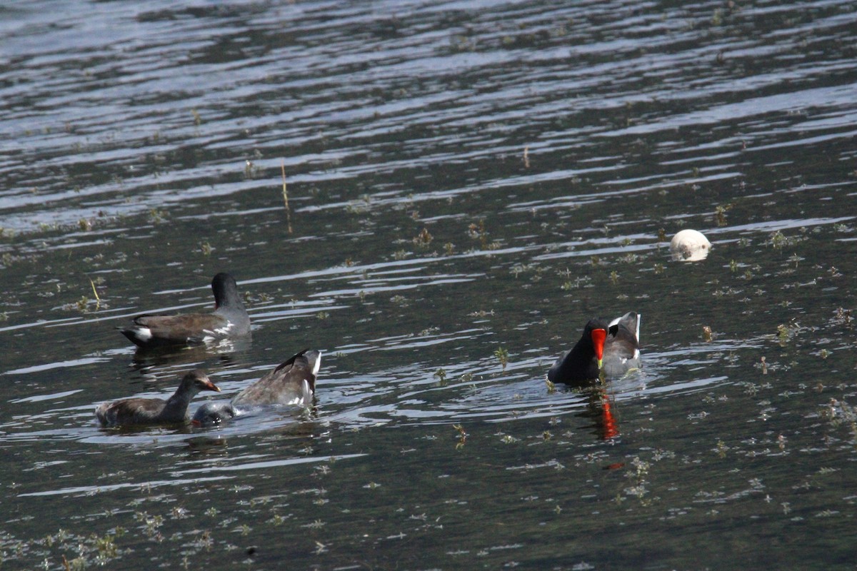 Common Gallinule (American) - ML644859420