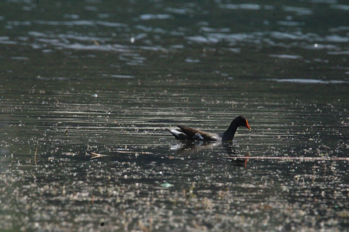 Common Gallinule (American) - ML644859421