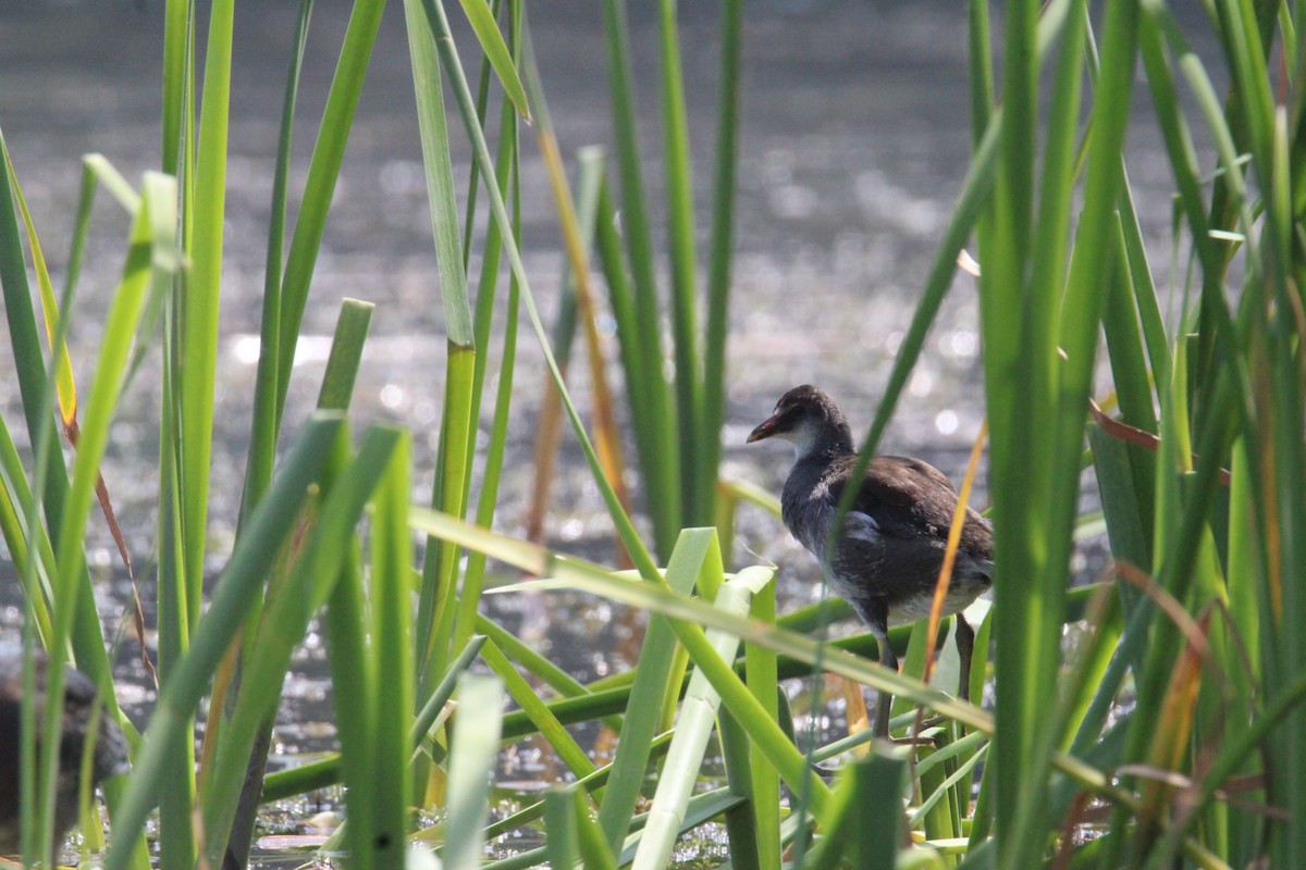 Common Gallinule (American) - ML644859422