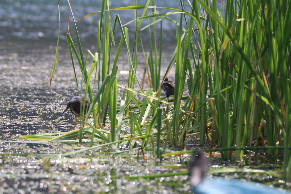 Common Gallinule (American) - ML644859423