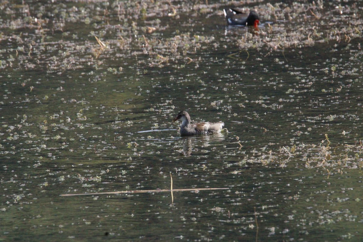 Common Gallinule (American) - ML644859424